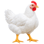 BROILER